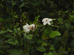 Hibiscus waimeae