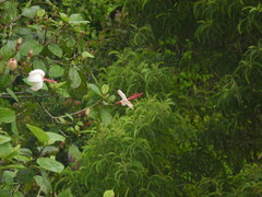 Hibiscus waimeae