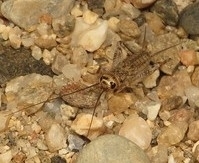 Eumodicogryllus bordigalensis