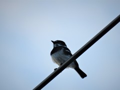 Batis molitor molitor