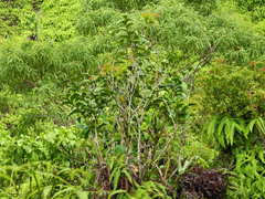 Antidesma platyphyllum