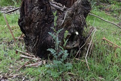 Senecio glomeratus