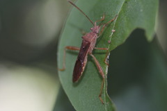 Burtinus notatipennis