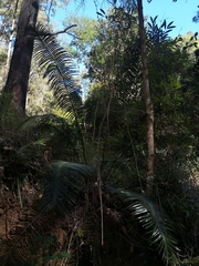 Lepidozamia peroffskyana