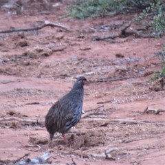 Pternistis afer castaneiventer