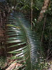 Lepidozamia peroffskyana