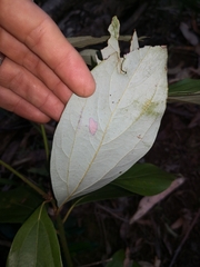Neolitsea dealbata