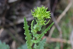 Senecio glomeratus