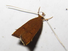 Lecitholaxa thiodora