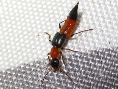 Paederus fuscipes