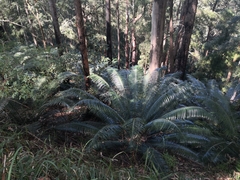 Lepidozamia peroffskyana
