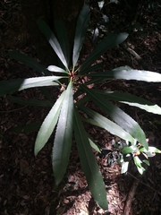 Anopterus macleayanus