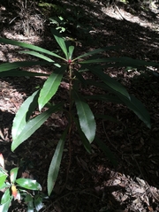 Anopterus macleayanus