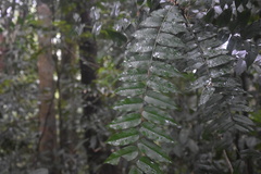 Eurycoma longifolia