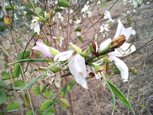 Bauhinia image