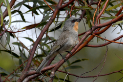 Pachycephala inornata