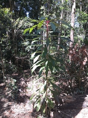 Anopterus macleayanus