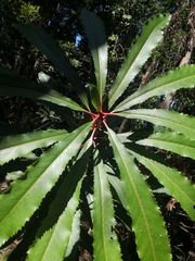 Anopterus macleayanus