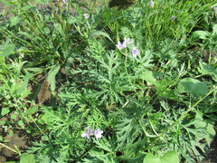 Erodium stephanianum
