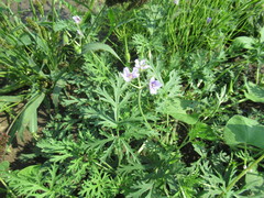 Erodium stephanianum