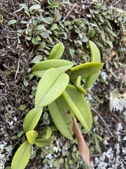 Bulbophyllum schillerianum