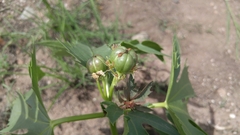 Jatropha macrorhiza