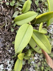 Bulbophyllum schillerianum