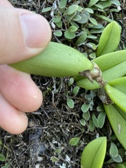 Bulbophyllum schillerianum