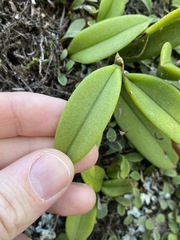 Bulbophyllum schillerianum