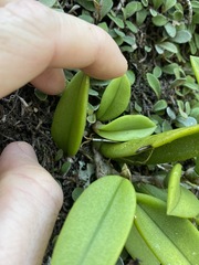 Bulbophyllum schillerianum