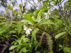 Scaevola gaudichaudiana