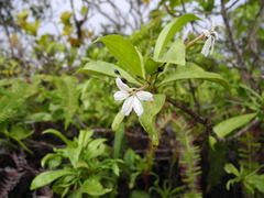 Scaevola gaudichaudiana