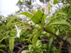 Scaevola gaudichaudiana