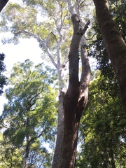 Eucalyptus pilularis