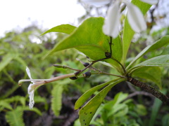 Scaevola gaudichaudiana