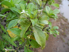 Scaevola gaudichaudiana