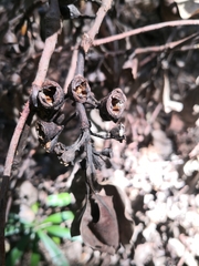 Eucalyptus pilularis