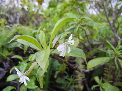 Scaevola gaudichaudiana