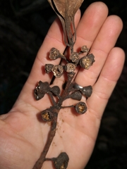 Eucalyptus pilularis