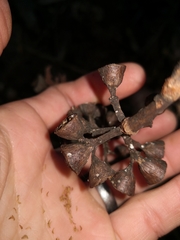 Eucalyptus pilularis