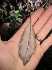 Eucalyptus pilularis