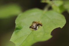 Helocassis testudinaria