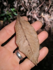 Eucalyptus pilularis