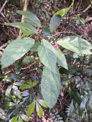 Clerodendrum floribundum
