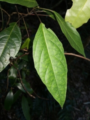 Clerodendrum floribundum