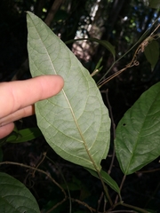 Clerodendrum floribundum