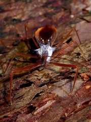 Epidaus validispinus