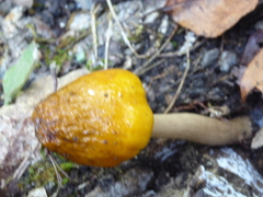 Cortinarius polymorphus