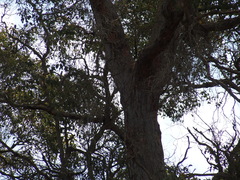Corymbia calophylla