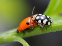 Alagoasa bipunctata bipunctata